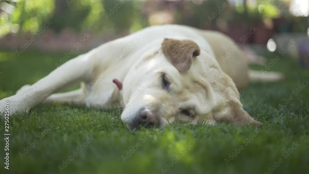 Sleepy dog laying on grass,Labrador 3 Sleepy dog laying on grass,Labrador 3