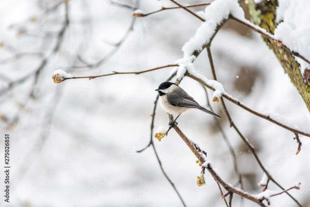 Closeup of one black-capped or carolina chickadee bird sitting perched on tree branch during winter snow in Virginia with flower buds in spring Closeup of one black-capped or carolina chickadee bird sitting perched on tree branch during winter snow in Virginia with flower buds in spring