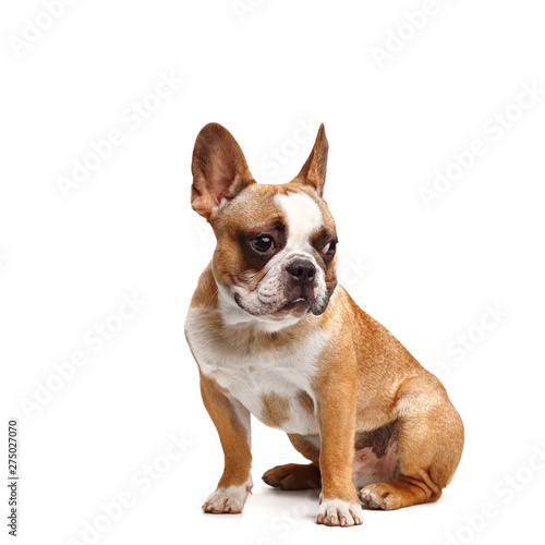 young french bulldog sitting on a white background. © Max