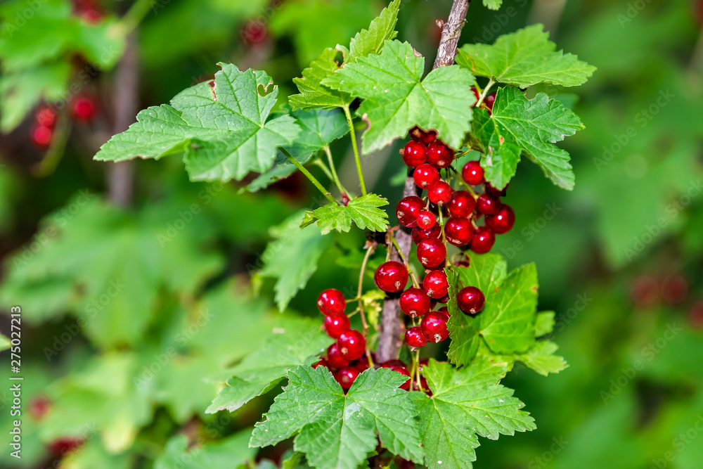 Hanging red currant berries macro closeup on stem of plant bush in Russia or Ukraine garden dacha farm with vibrant color Hanging red currant berries macro closeup on stem of plant bush in Russia or Ukraine garden dacha farm with vibrant color