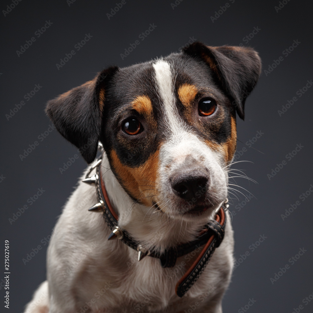 Closeup of jack russel terrier on gray background