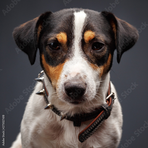 Closeup of jack russel terrier on gray background