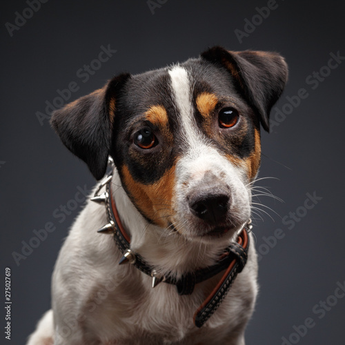 Closeup of jack russel terrier on gray background