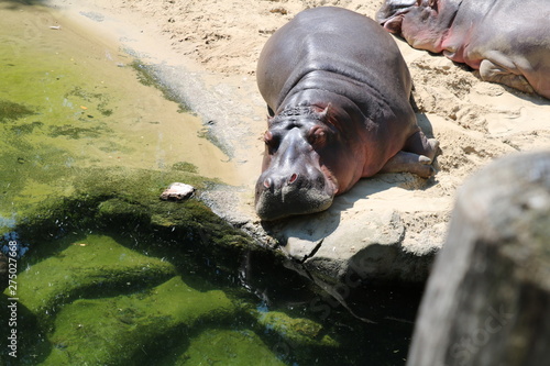 Nielpferd  Flusspferd  in der Sonne auf einem Felsen