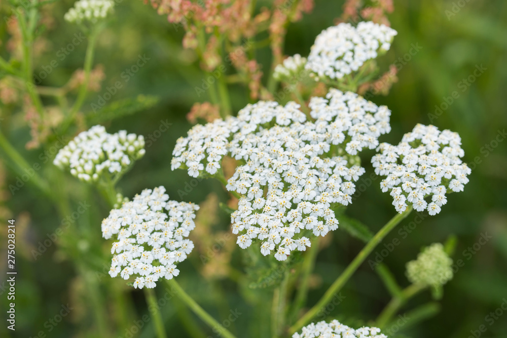 Φωτογραφία Achillea millefolium, yarrow white flowers