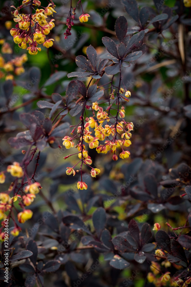 Flowering Thunberg's barberry shrub with red leaves and yellow flowers