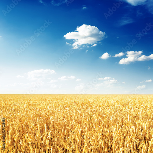 agriculture golden ripe field and blue sky with clouds in sunset