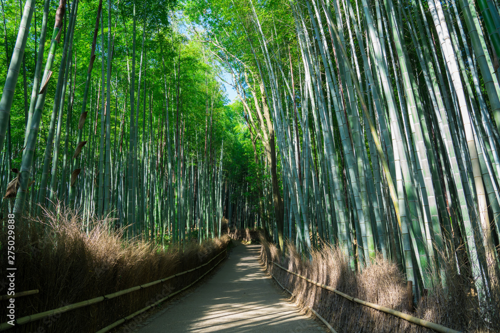 Fototapeta premium 京都 嵯峨野 竹林の道