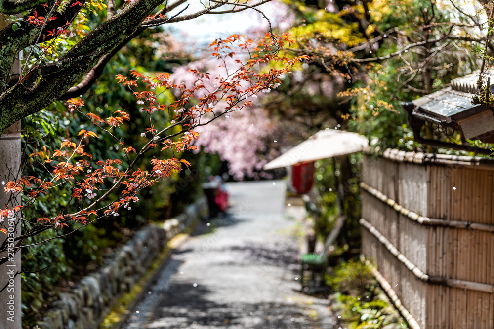 Kyoto residential neighborhood in spring with cherry blossom flower petals falling in April in Japan by traditional narrow alley street