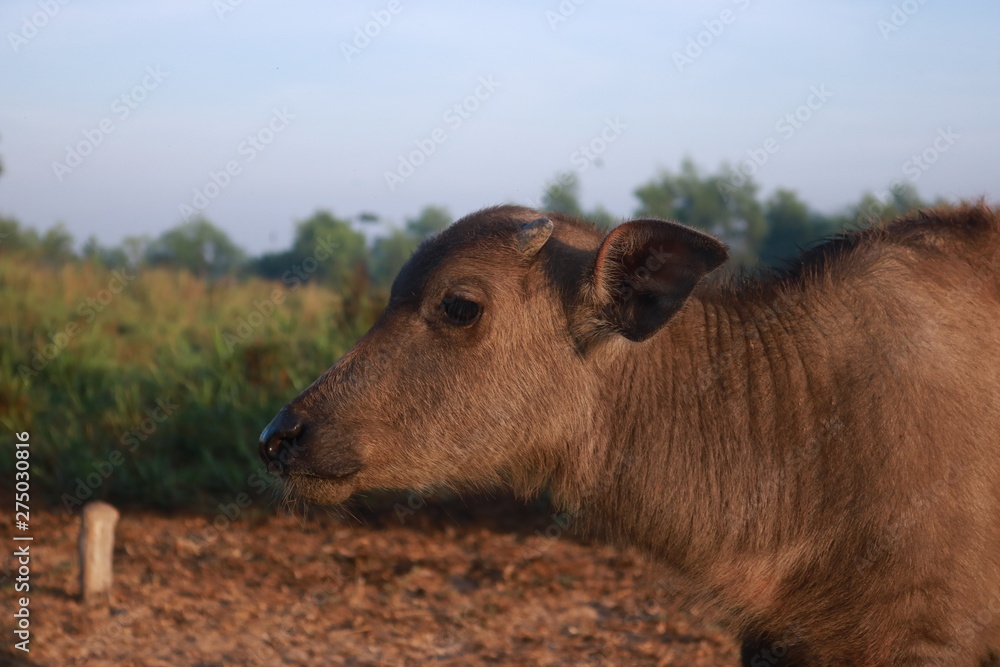 Fototapeta premium Dawn in Vietnam