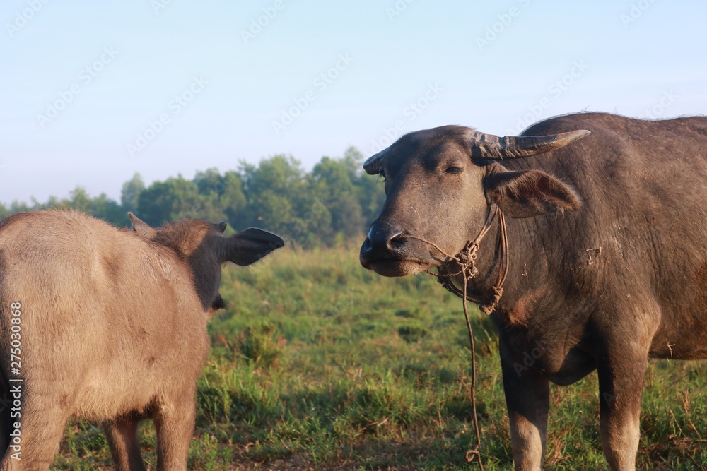 Fototapeta premium Dawn in Vietnam