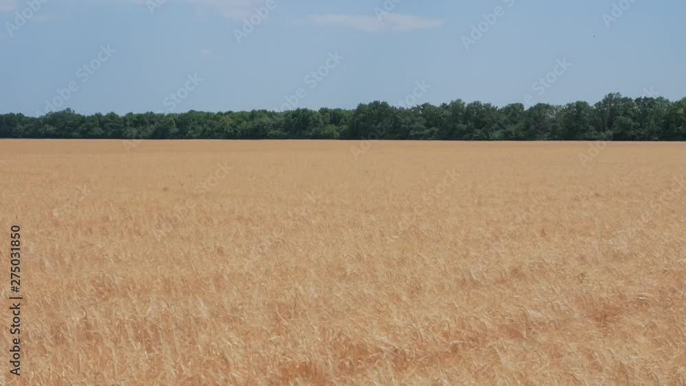 ripe rye swaying in the wind. organic food. slow motion ripe rye swaying in the wind. organic food. slow motion