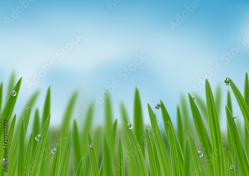 Grass in droplets of water background. A nature fresh web banner