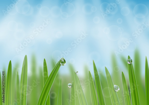 Grass in droplets of water background. A nature fresh web banner