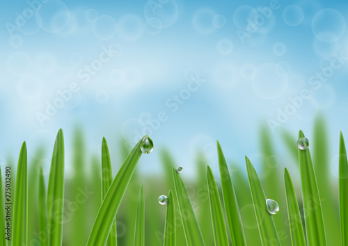 Grass in droplets of water background. A nature fresh web banner