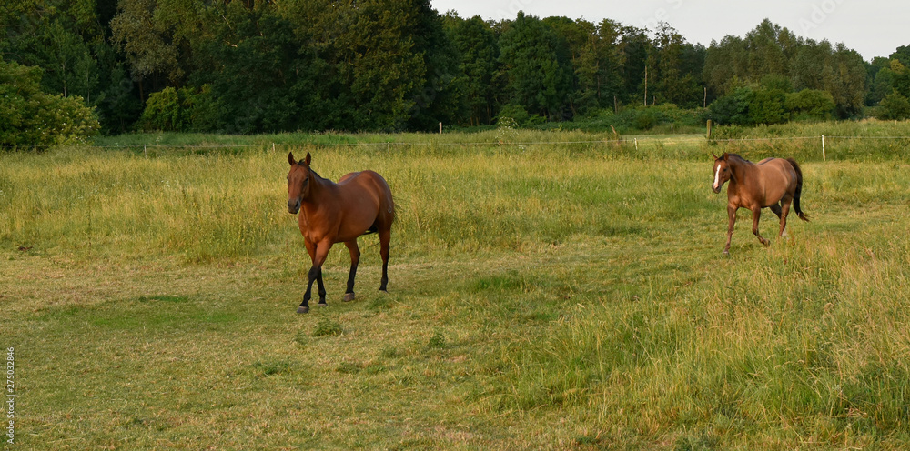 Summer. Evening.Horses run fast on the field. Summer. Evening.Horses run fast on the field.