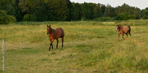 Summer. Evening.Horses run fast on the field.