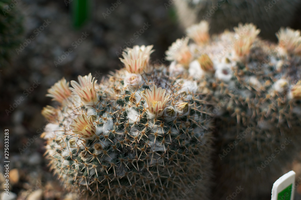 Macro photo of spiky and fluffy cactus, cactaceae or cacti Macro photo of spiky and fluffy cactus, cactaceae or cacti