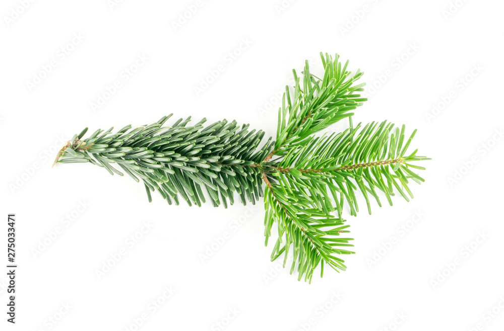 Natural green spruce twig background or texture