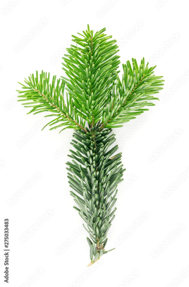 Natural green spruce twig background or texture Natural green spruce twig background or texture