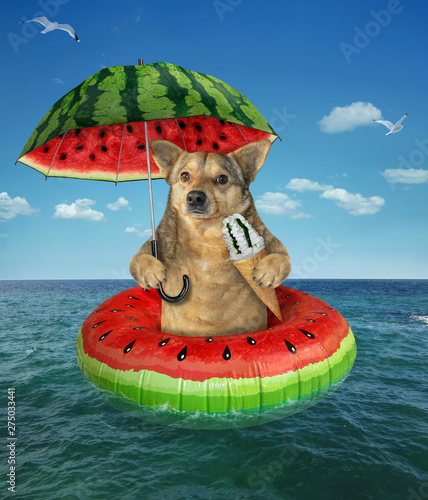 The dog eats an ice cream cone on the watermelon inflatable circle under the umbrella in the open sea. © iridi66