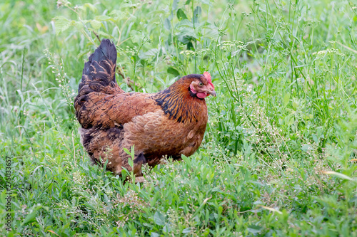 The brown chicken goes on the grass in the garden of the farm_