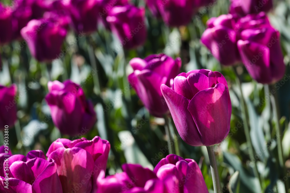 Beautiful bouquet of tulips nature background. Beautiful bouquet of tulips nature background.