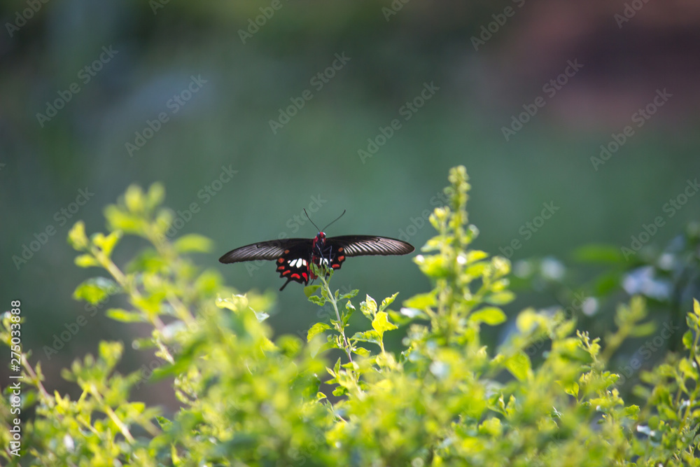 Beautiful Portrait of The Common Mormon Butterfly on the Flower Plants in a soft green blurry background during Spring Season Beautiful Portrait of The Common Mormon Butterfly on the Flower Plants in a soft green blurry background during Spring Season