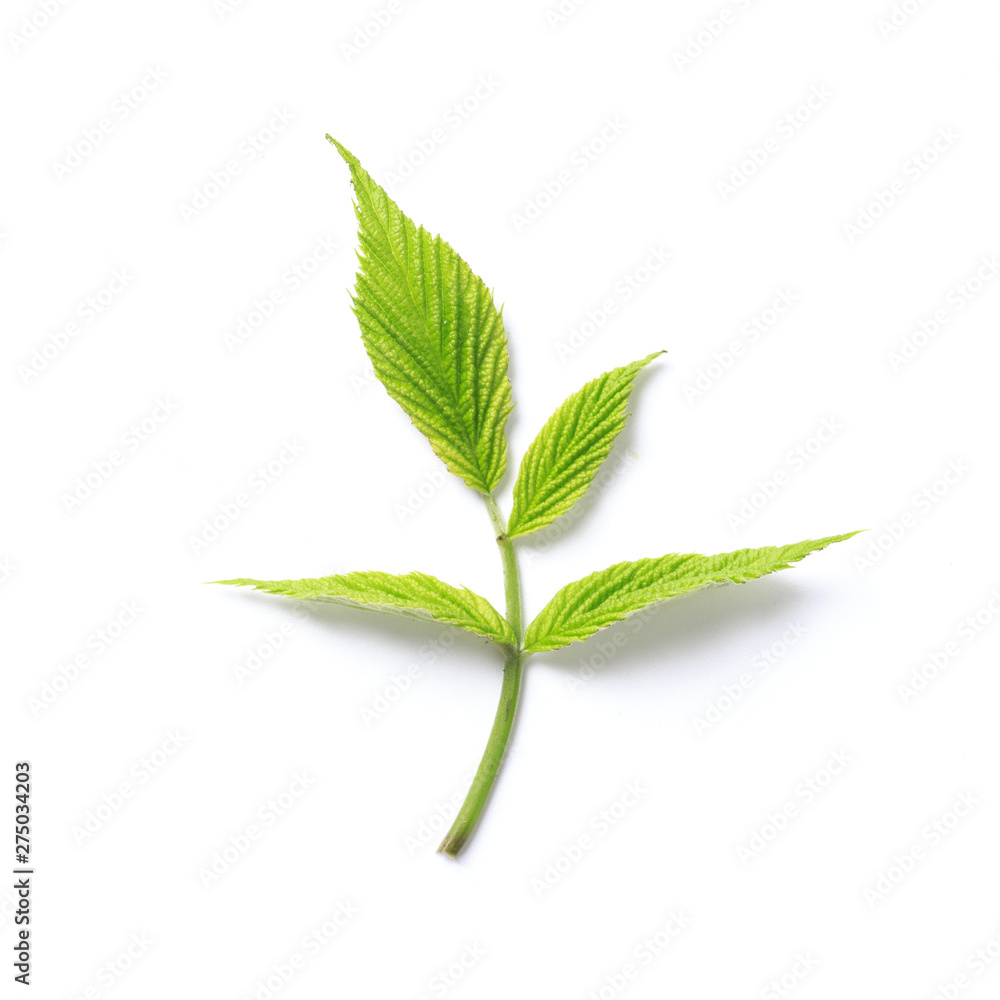 Green leaf. Isolated on a white. Green leaf. Isolated on a white.