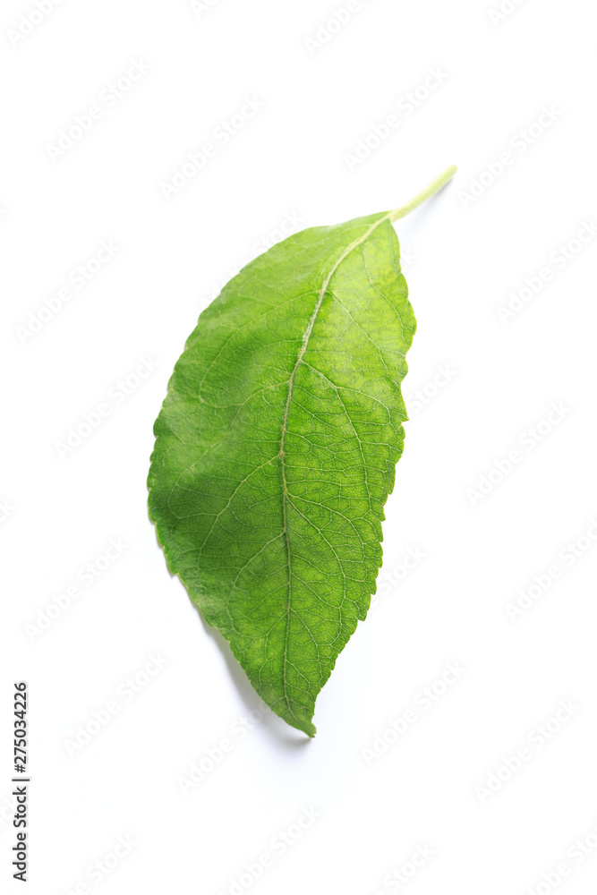 Green leaf. Isolated on a white. Green leaf. Isolated on a white.