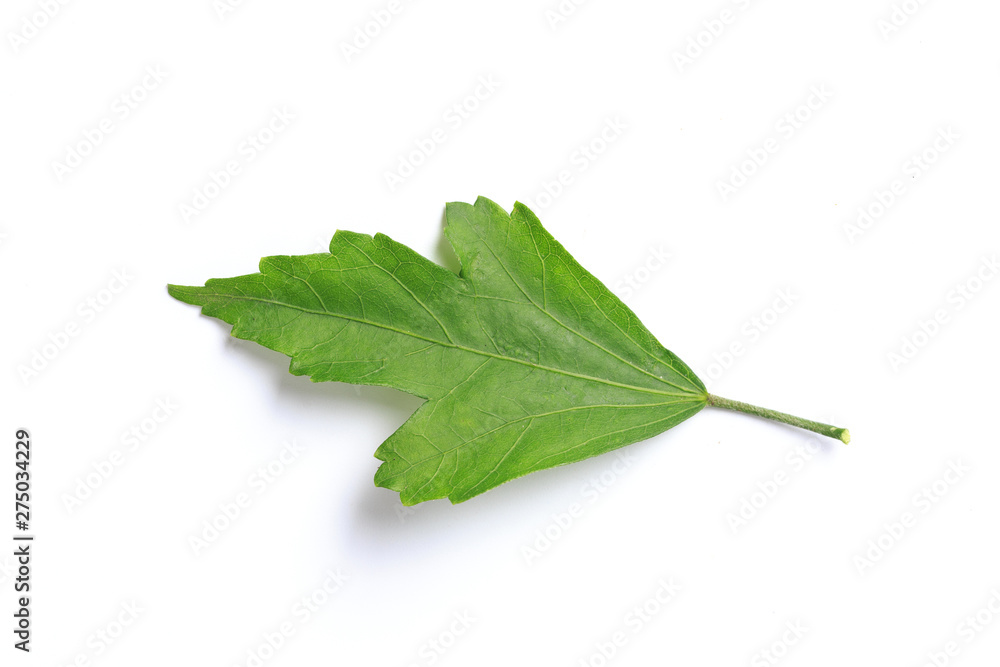 Green leaf. Isolated on a white. Green leaf. Isolated on a white.