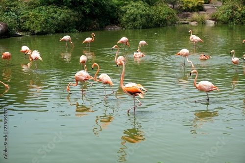 flock of flamingos