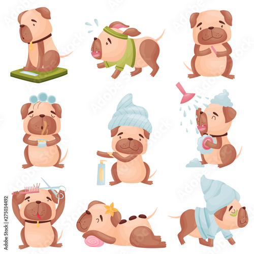 Set of images of cartoon dogs of pug breed. Vector illustration on white background.