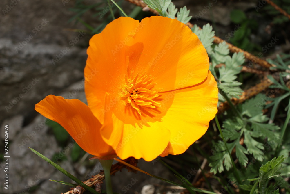 California poppy, Eschscholzia californica. The other names : Amapola de California, Eschscholzia californica, Pavot d’Amérique, Pavot de Californie, Poppy California, Yellow Poppy. Floral pattern, fl California poppy, Eschscholzia californica. The other names : Amapola de California, Eschscholzia californica, Pavot d’Amérique, Pavot de Californie, Poppy California, Yellow Poppy. Floral pattern, fl