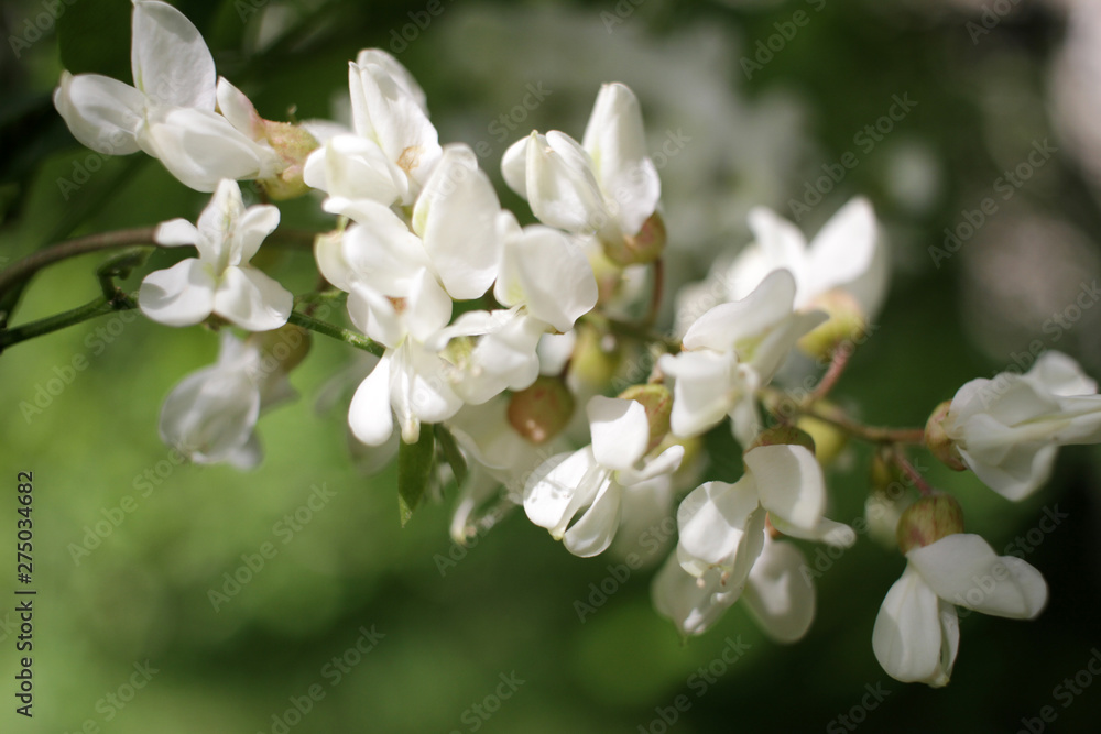 Fototapeta premium Acacia tree flowers blooming in the spring. Acacia flowers branch with a green background. Floral pattern.