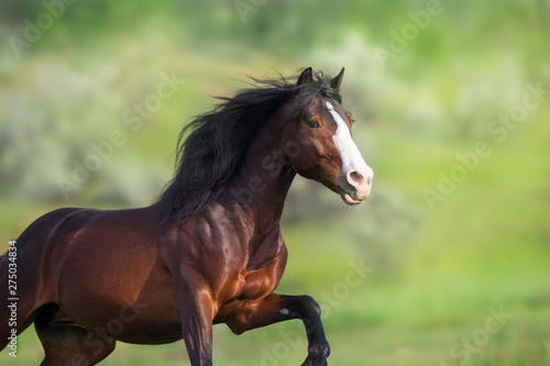 Horse portrait on green background