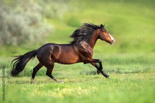 Obraz na plátne Horse with long mane run gallop