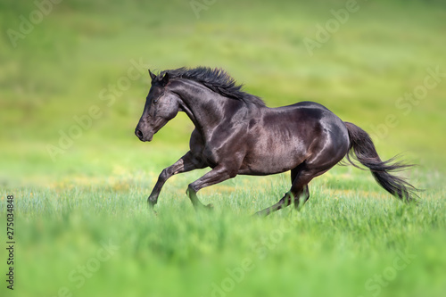 Black stallion run gallop on green field