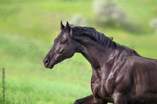 Horse portrait on green background © kwadrat70