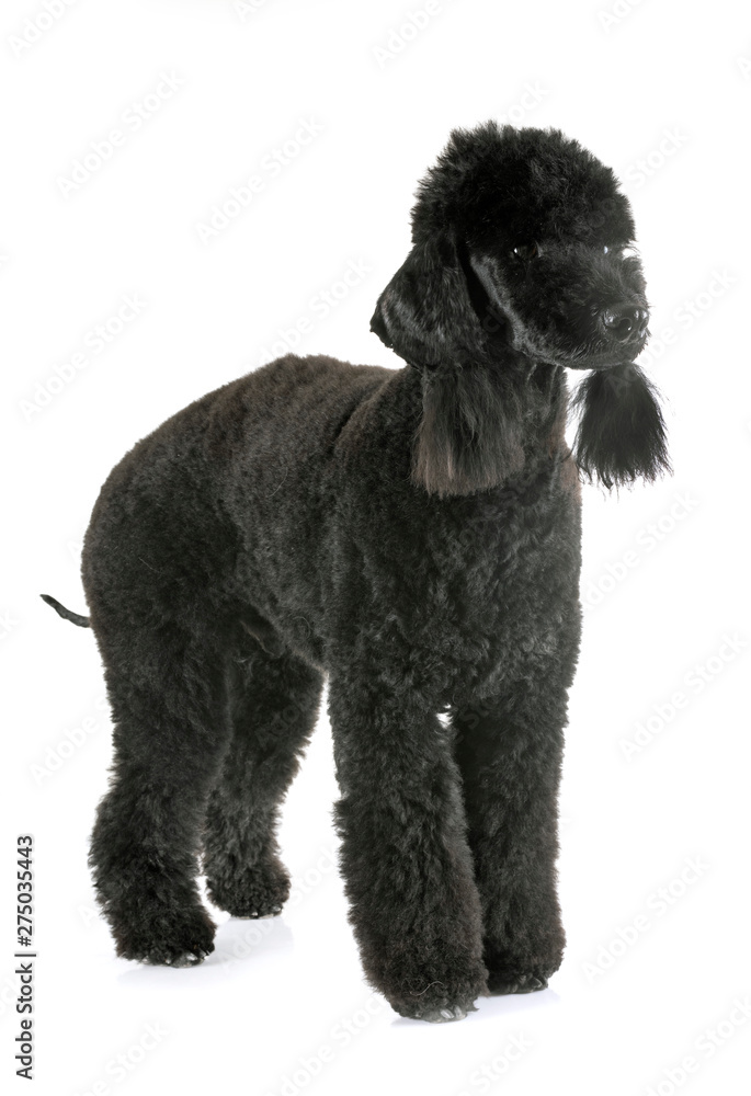 bedlington poodle in studio bedlington poodle in studio