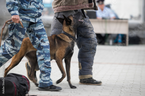 Training a police dog, the moment of the attack on the ground.