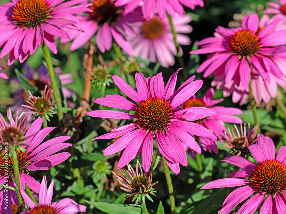 Roter Sonnenhut, Echinacea purpurea Roter Sonnenhut, Echinacea purpurea