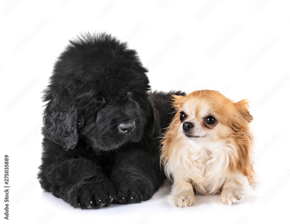 puppy newfoundland dog and chihuahua puppy newfoundland dog and chihuahua