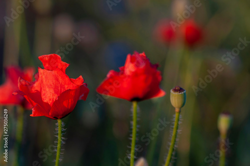 red poppies on meadow photo