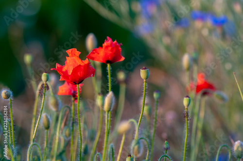 red poppies on meadow