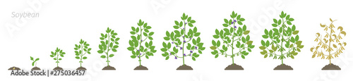 Growth stages of Soybean plant. Soya bean phases set ripening period. Glycine max life cycle, animation progression.