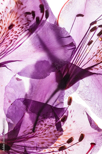 Wallpaper Mural rhododendron flower on the white background Torontodigital.ca