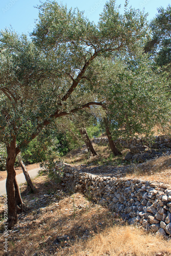 olive grove on slope olive grove on slope