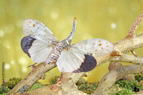 White wing Lantern-fly (Pyrops astarte) is a species of planthopper, found in Southeast Asia, and also known as Red nose lantern bugs. Lanternflies : The unicorns of the insect world. Beautiful insect photo