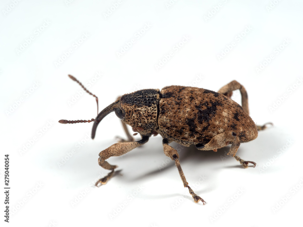 Macro Photo of Large Pine Weevil Isolated on White Background Macro Photo of Large Pine Weevil Isolated on White Background